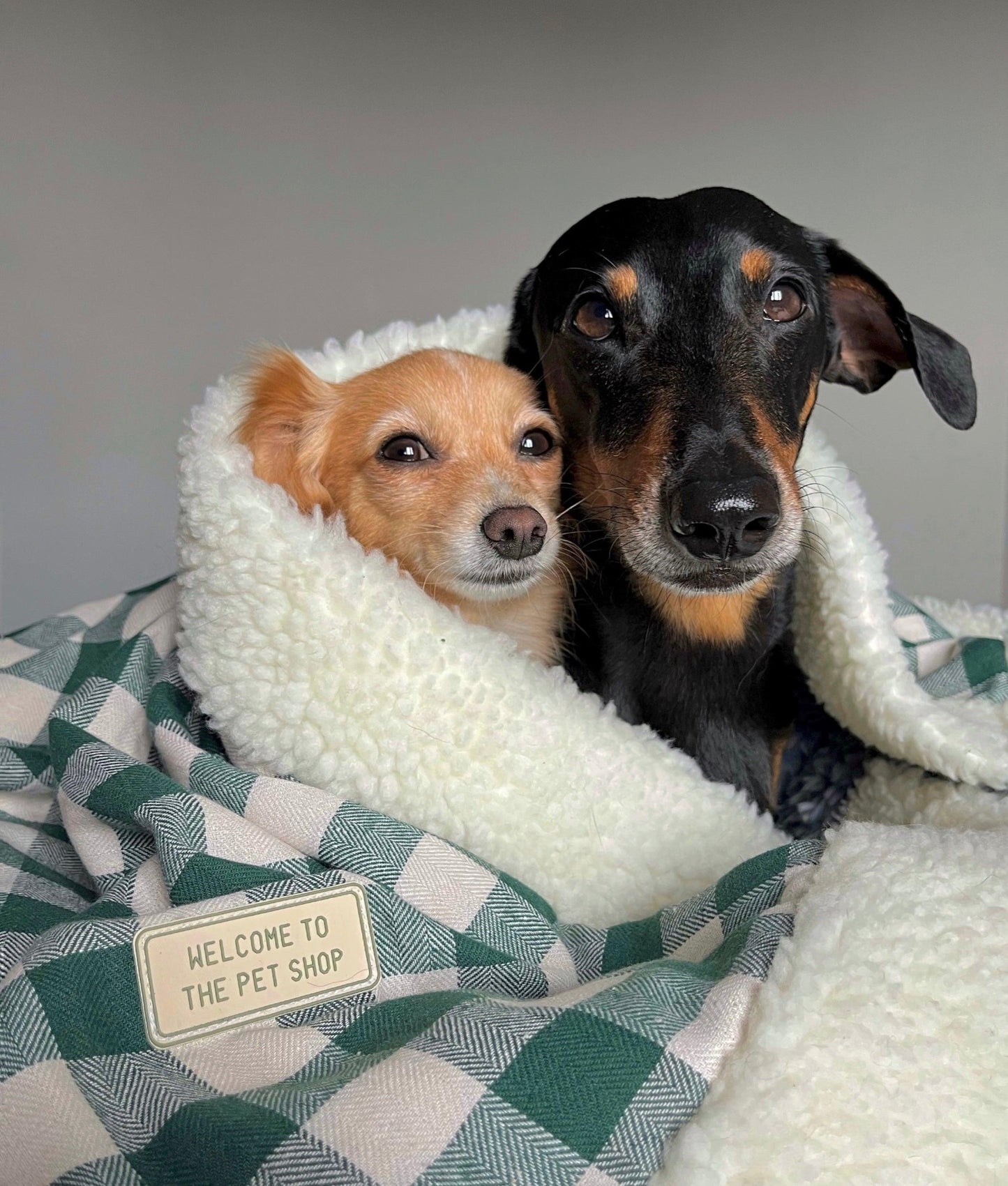 cobertor - warm & cozy