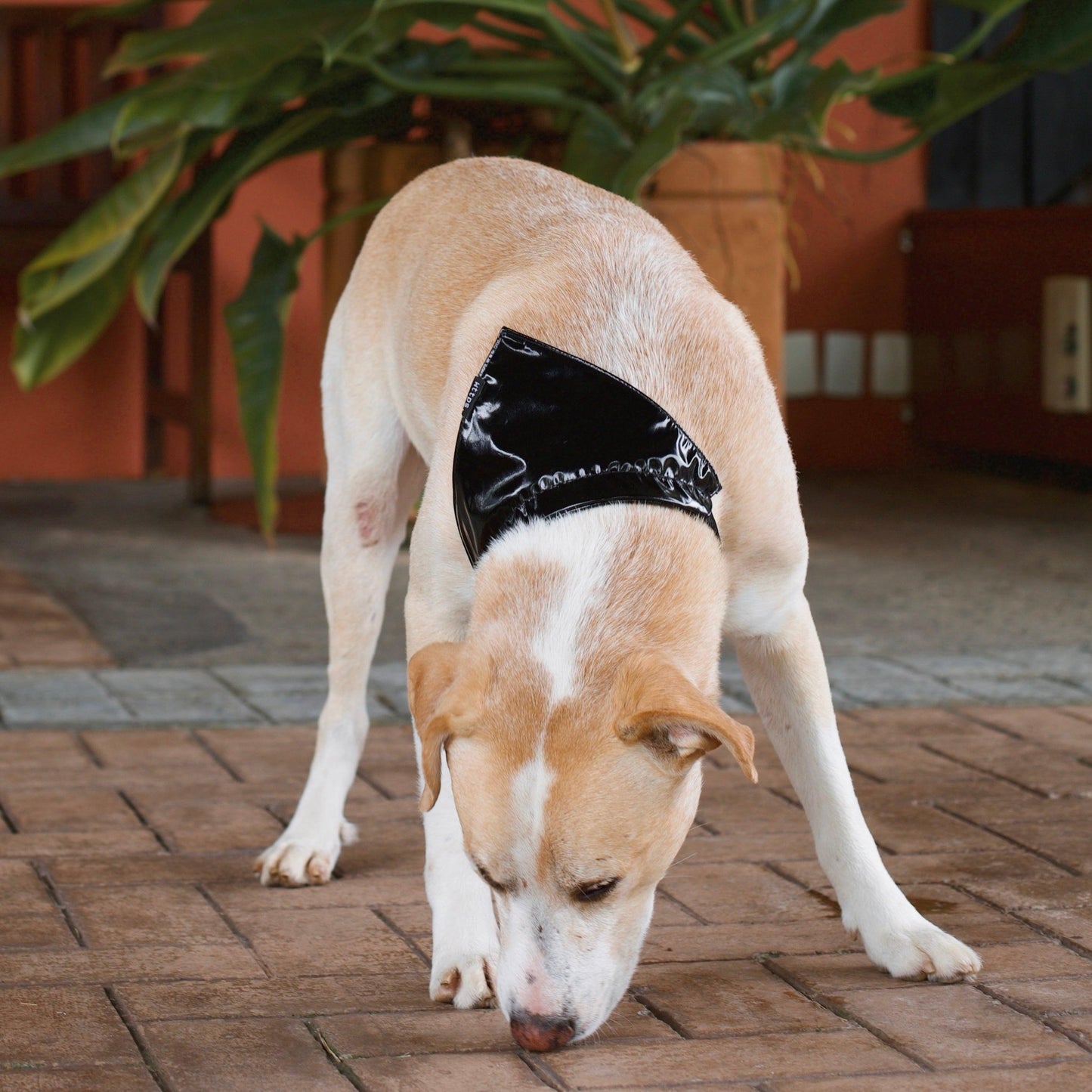 vinyl bandana