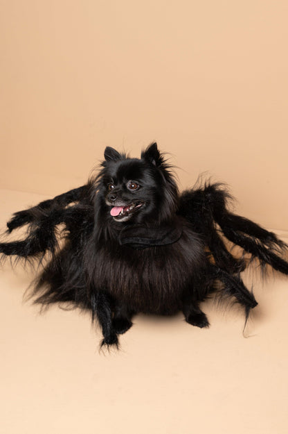 Fantasia Aranha