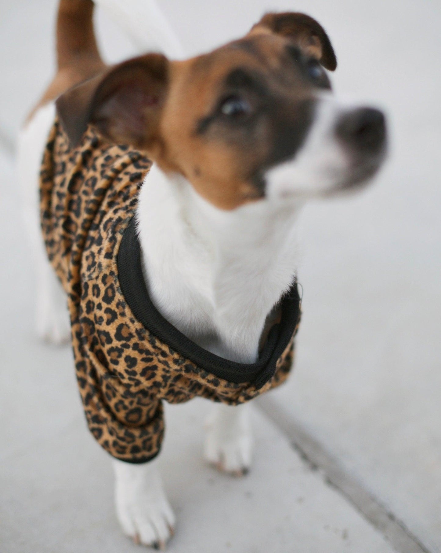moletom - cheeta me!