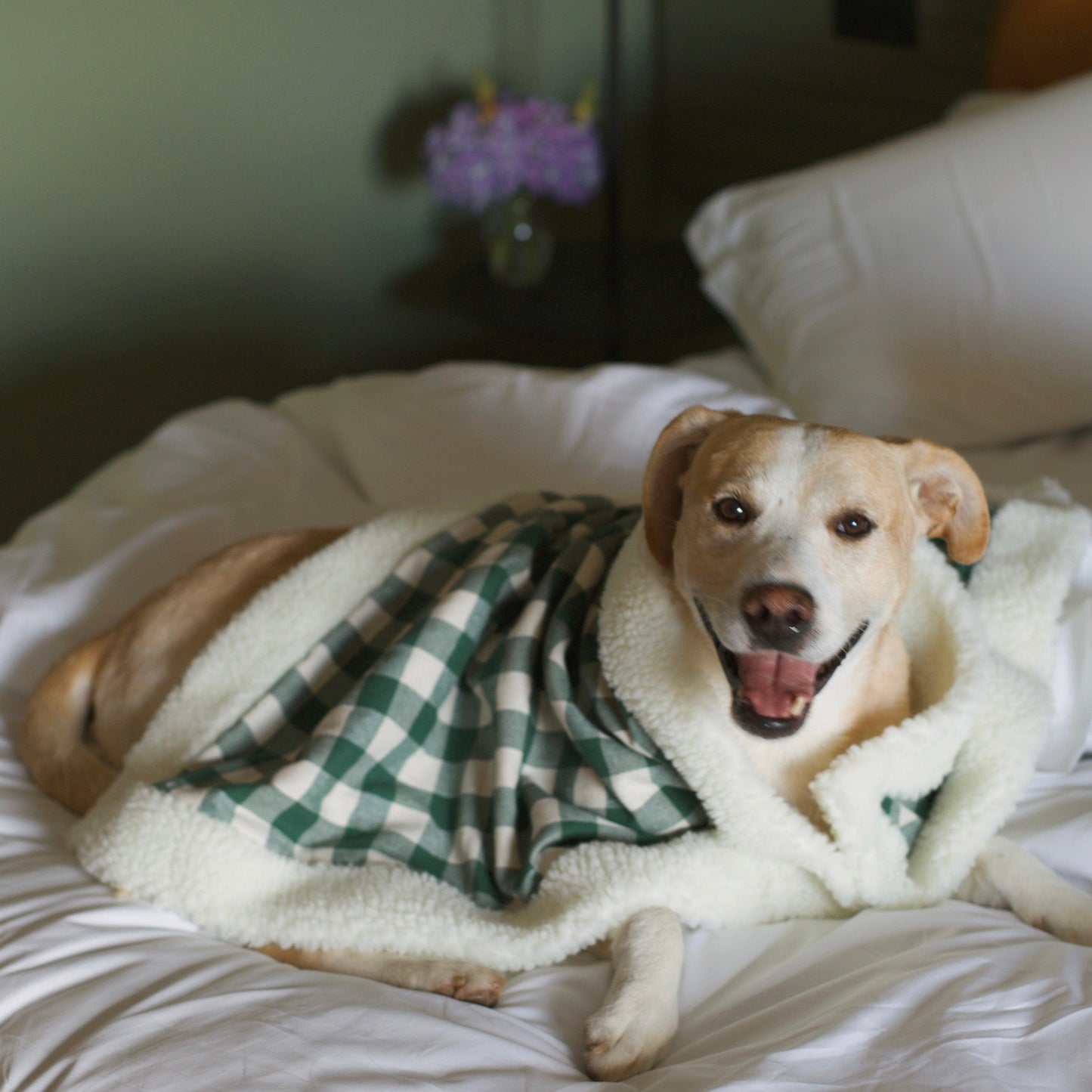 cobertor - warm & cozy
